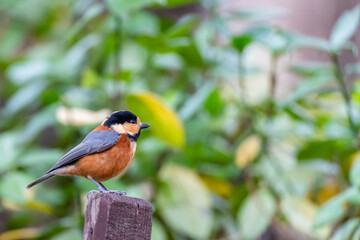 Bird sitting on a fence post in the forest, Varied tit