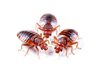 Three house bugs are on a white background