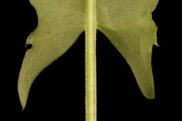 Sorrel (Rumex acetosa). Basal Leaf Base Closeup