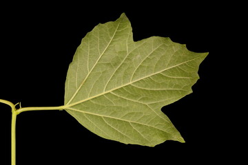 Guelder Rose (Viburnum opulus). Leaf Closeup