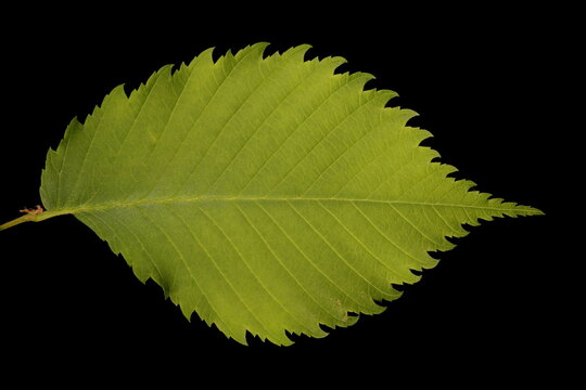 White Elm (Ulmus laevis). Leaf Closeup
