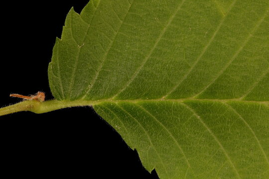 White Elm (Ulmus laevis). Leaf Base Closeup