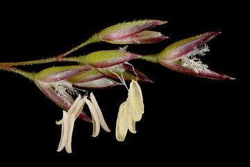 Black Bent (Agrostis gigantea). Florets Closeup