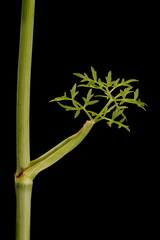 Mountain Hog's Fennel (Peucedanum oreoselinum). Cauline Leaf Closeup