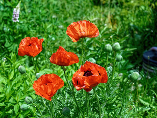 Blooming poppies in the garden in the village