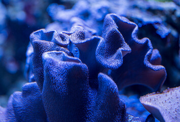 Detail of beautiful blue coral underwater.