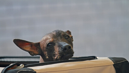 American Hairless Terrier in his box