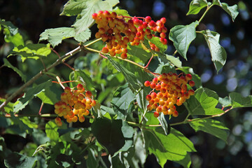 common viburnum