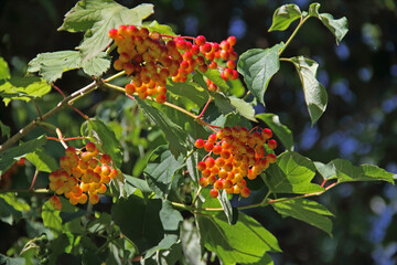 common viburnum