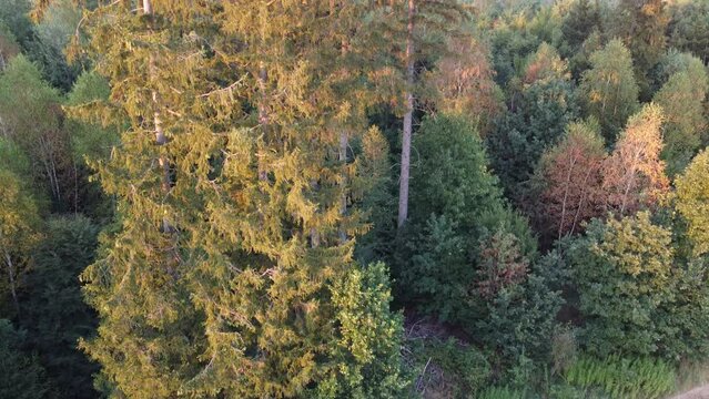 German forest aerial drone view of pine trees in summer. Forest used for logging industry. Ecosystem in Alpine forest near Munich
