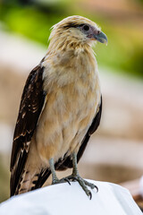 Falcon at Parador Resort and Spa Manuel Antonio Costa Rica