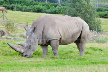 Foto op Plexiglas Beautiful view of a Rhinoceros at the zoo © Wirestock