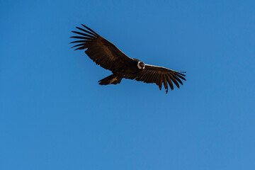 Condor des Andes en vol