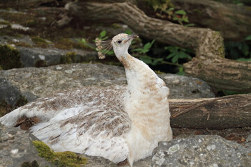 white peacock