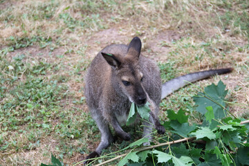 Kangaroo eating fresh maple leaves