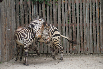 Zebra offspring in a German zoo