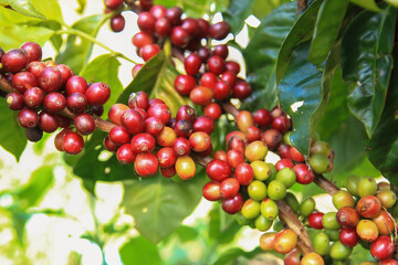 Coffee trees and seeds