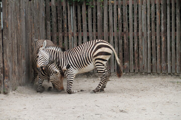 Fototapeta na wymiar Zebra offspring in a German zoo