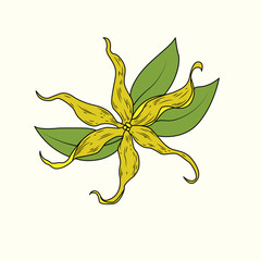 Ylang Flower