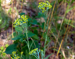 Yellow cumin. Helichrysum arenarium, dwarf everlast. Helichrysum arenarium L is also known as dwarf...