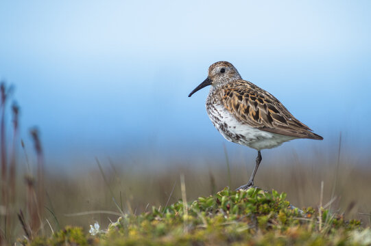 Dunlin (Calidris alpina)