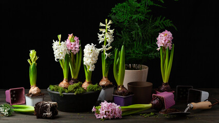 planting winter or spring flowers hyacinth on black backgroung, gardening concept