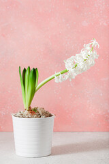 white hyacinth traditional winter christmas or spring flower on pink background
