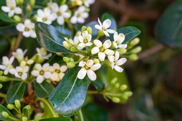 Japanese pittosporum blossoms (Pittosporum tobira)