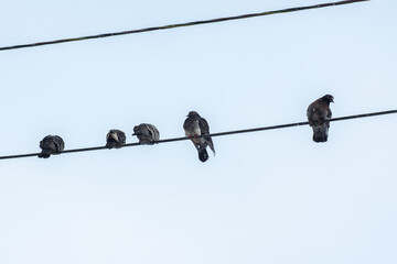 Wet frozen hungry birds pigeons sitting on electric wires after rain against a blue sky background