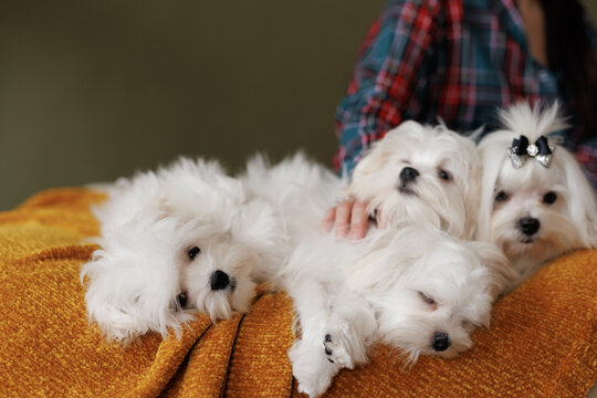 Cute small white puppies of the Maltez breed plays, rests and licks his lips on the bed. Girl petting a dog.