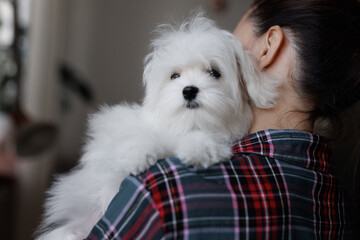 Cute small white puppies of the Maltez breed plays, rests and licks his lips on the bed. Girl petting a dog.