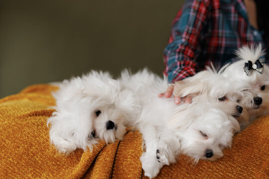 Cute small white puppies of the Maltez breed plays, rests and licks his lips on the bed. Girl petting a dog.