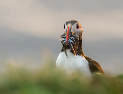 Atlantic Puffin (Fratercula arctica)