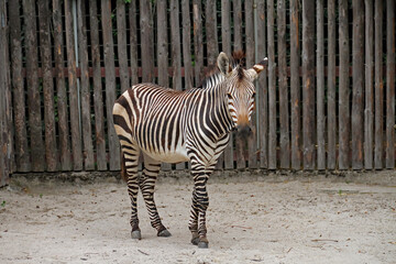 Zebra offspring in a German zoo