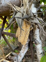 Closeup of hanging dry corns with leaves.