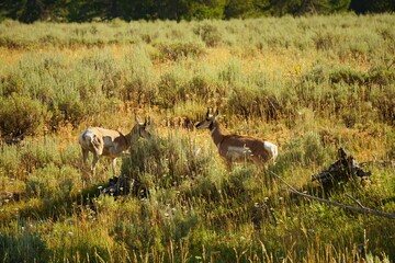 Naklejka na ściany i meble Scenic view of antelopes in a green field in Grand Teton National Park, Wyoming
