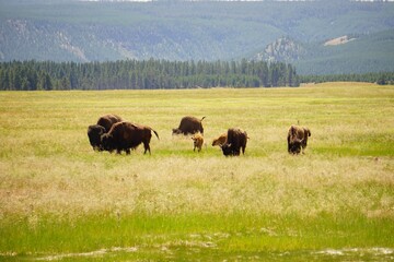 Scenic view of a group of bison grazing on a green field in Yellowstone National Park, USA
