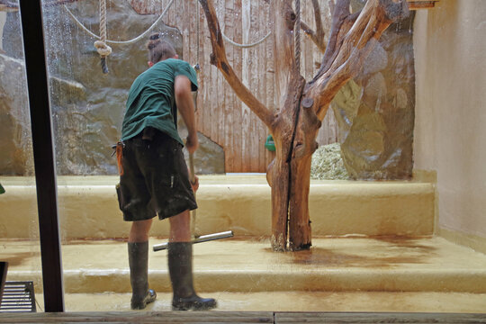 Animal keeper cleans an animal enclosure