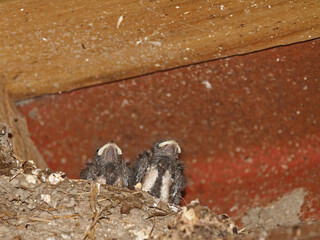 Barn swallow at its nesting site