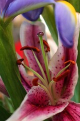 Vertical macro of a pink lily in a garden
