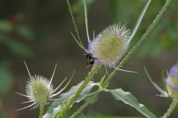 Wild teasel by the wayside