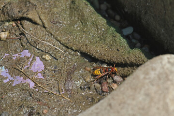 Wild hornet drinks water