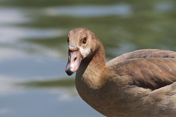 Egyptian goose at the water