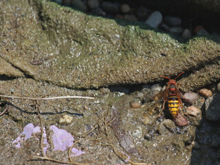 Wild hornet drinks water