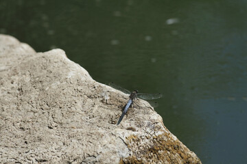 Big Blue Arrow in lurking positions