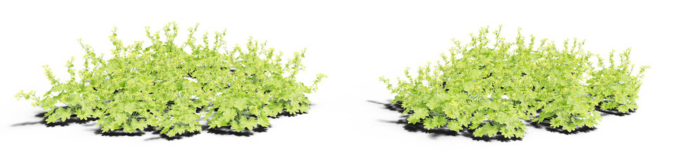 Fototapeta premium set of shrubs, lady's mantle plants, 3d rendering with transparent background