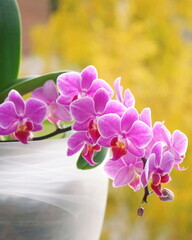 Blooming pink orchids on the window, autumn yellow trees on the background. Phalaenopsis close-up. Floral design,  copy space. View from the side, home tropical flower.