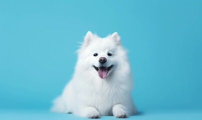 Closeup portrait of funny, cute, happy white dog, looking at the camera with mouth open isolated on colored background. Copy space.