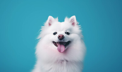 Closeup portrait of funny, cute, happy white dog, looking at the camera with mouth open isolated on colored background. Copy space.