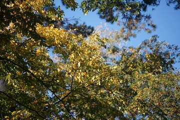 Closeup of sunlight beaming through green leaves of a tree